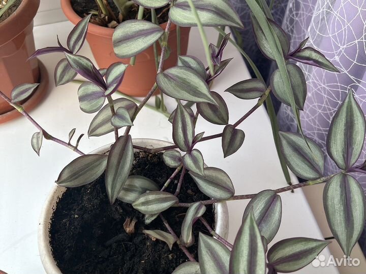 Традесканция