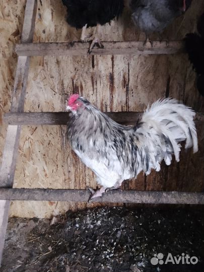 Молодые петухи