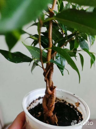 Фикус бенджамина ствол коса