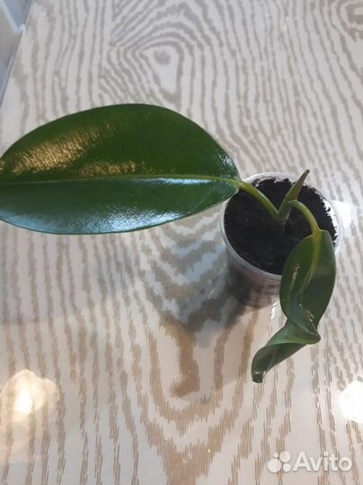 Комнатное растение 