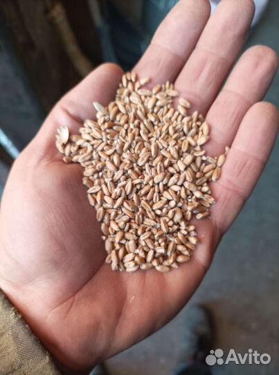Зерно пшеница