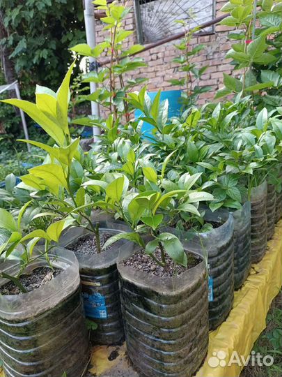 Саженцы лимона