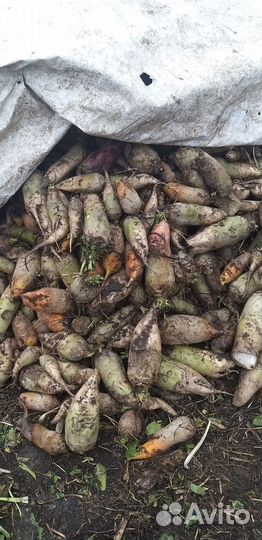 Свекла кормовая