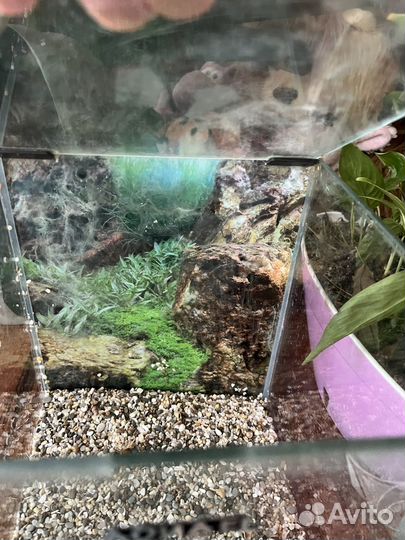 Аквариум aquael 10