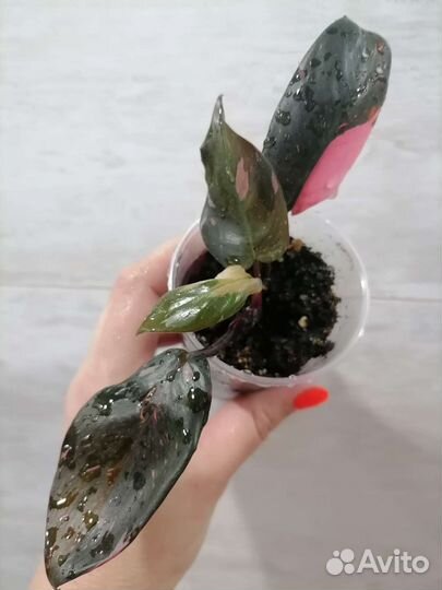 Филодендроны