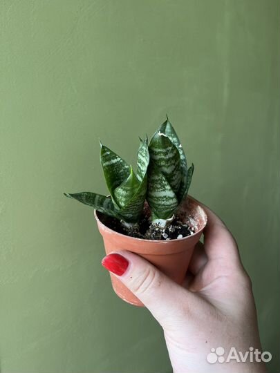 Сансевиерия ханни, комнатные растения