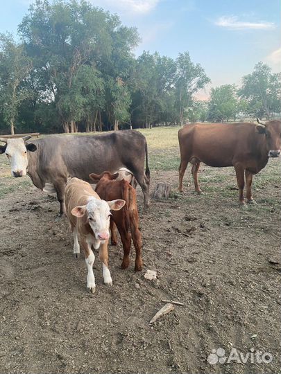 Коровы и телки бычки телята