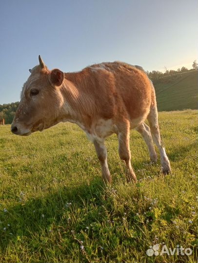 Продаю корову