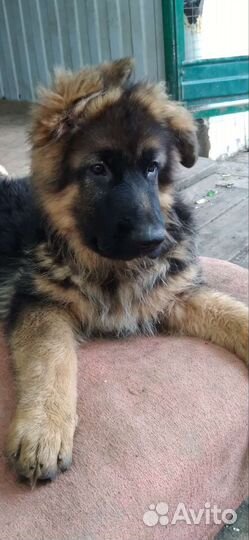 Немецкая овчарка