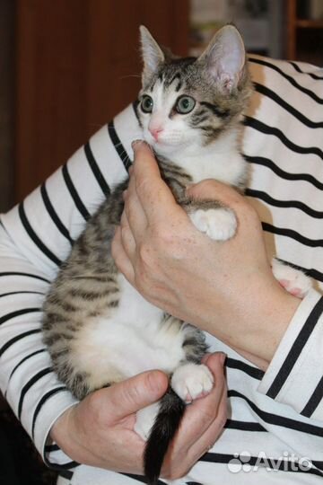 Котенок Сёма