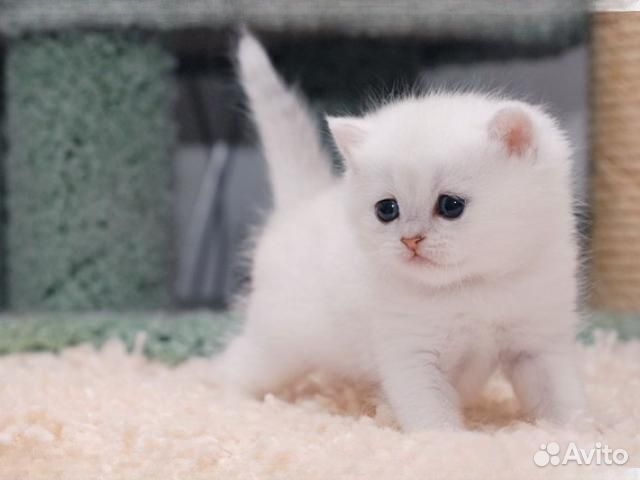 Британские котята
