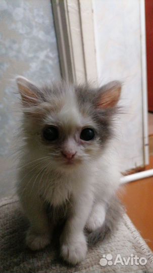 Самые шустрые котятки