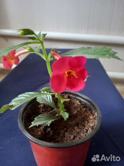 Ахименесы комнатные цветы растения