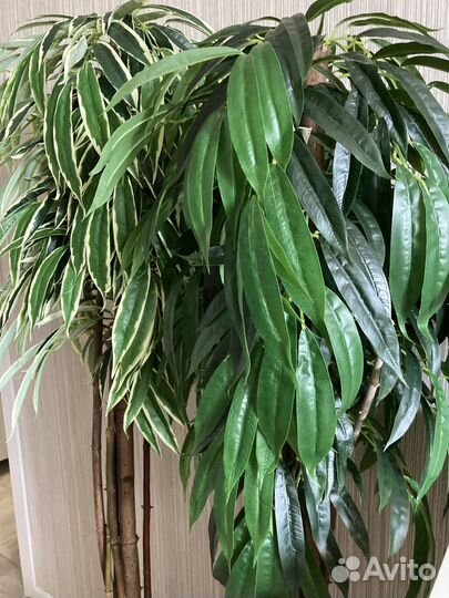 Искуственное дерево лонгифолии