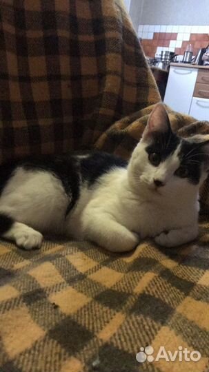 Молодая кошечка