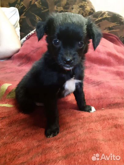 Щенки китайской хохлатой