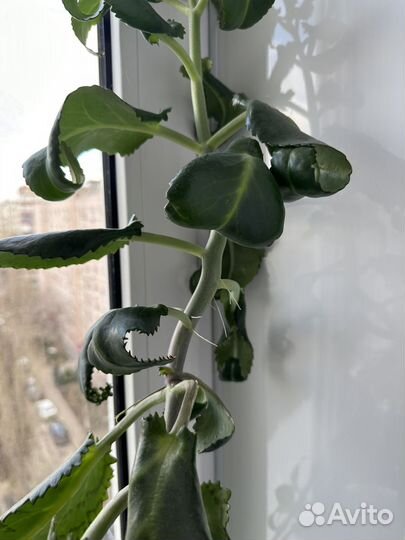 Лечебный калонхое