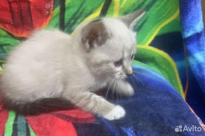 Кошечка Herz (Сердце)