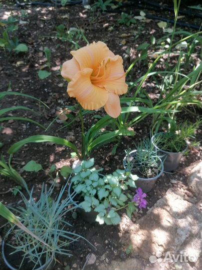 Лилейник, гвоздика, флокс голубой, яснотка