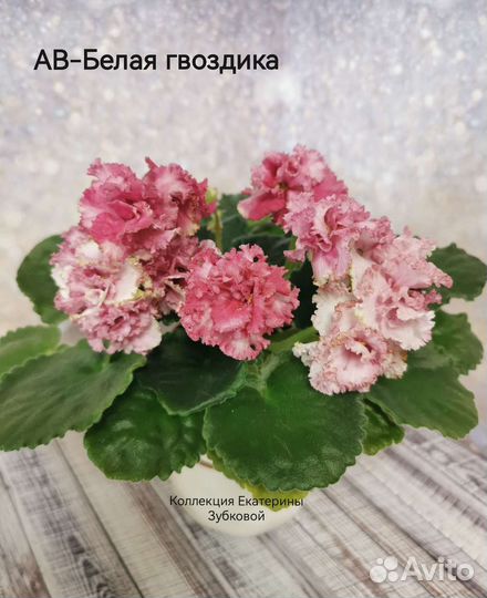 Фиалки детки