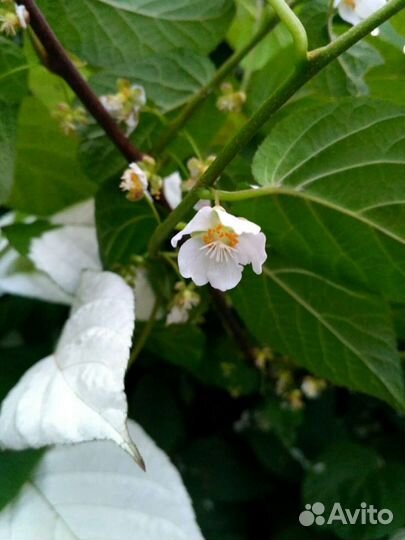 Актинидия коломикта зкс