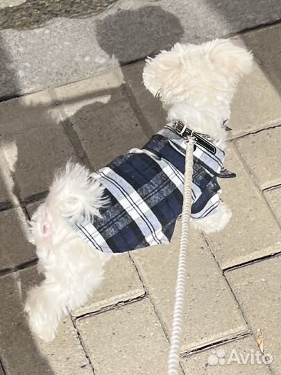 Одежда для собак