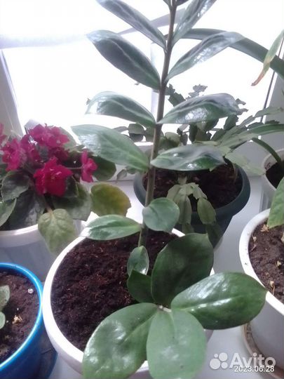 Долларовое дерево