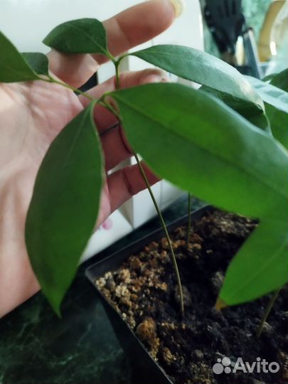 Личи саженцы