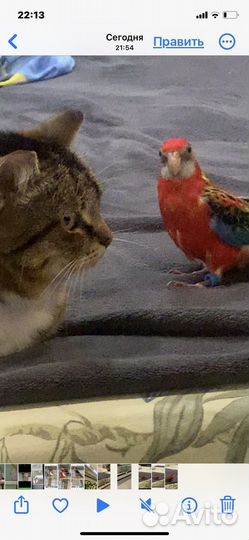 Попугай розелла пестрая