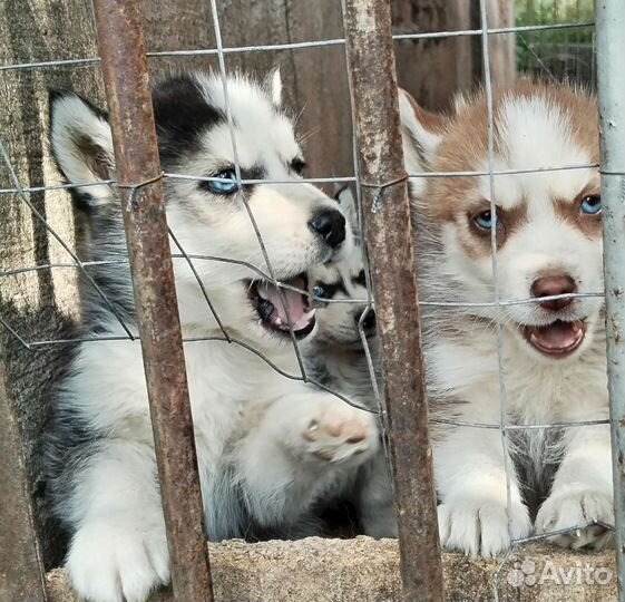 Сибирские хаски