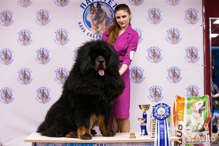 Тибетский мастиф вязка