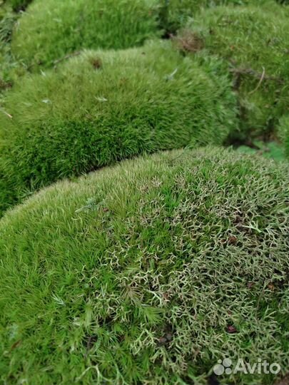 Кочка пушистая дизайн