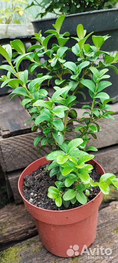 Многолетники для сада