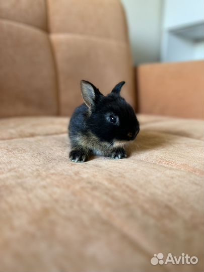 Декоративный кролик, минор, клетка в подарок