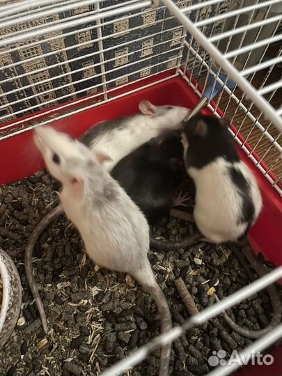 Домашние крысы