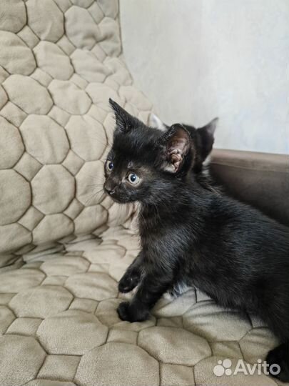 Коты в добрые руки