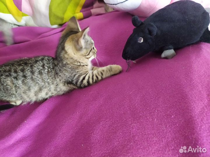 Котята домашние метис британки