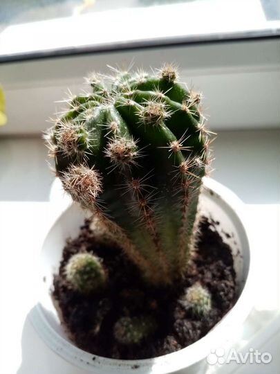 Кактус эхинопсис (молоденький)