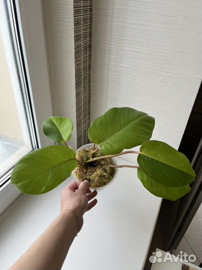 Филодендроны Пин Тонг