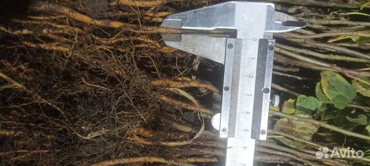 Подвой Яблони скс