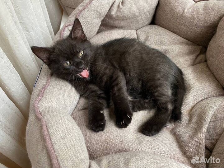 Котенок Фурфунчик (мальчик, 3,5 месяца)