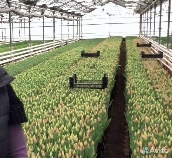Тюльпаны опт