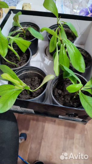 Малочай 2 вида