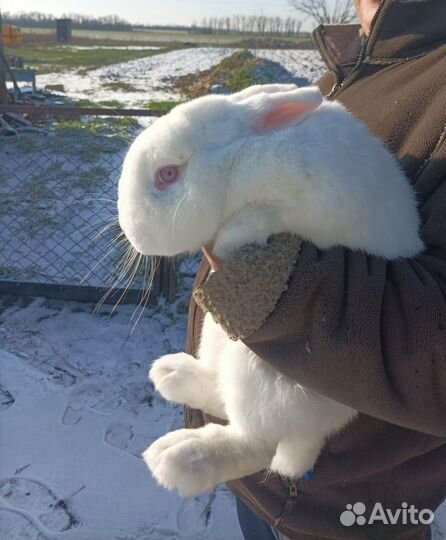 Кролики нзб