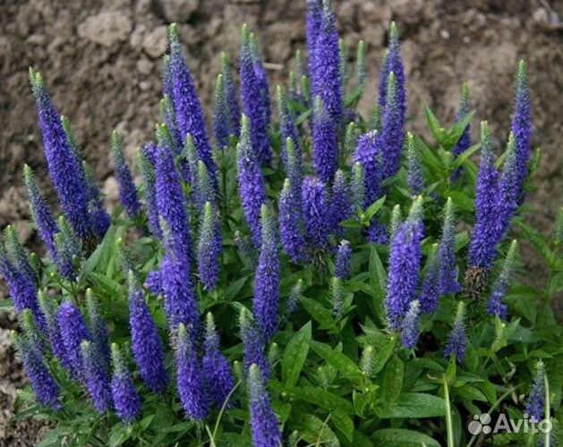 Вероника голубая (многолетник)