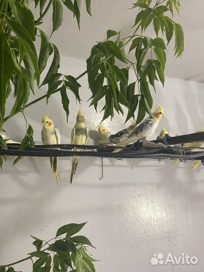 Корелла(Читайте обьявление)