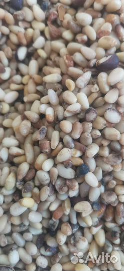 Биодобавка Кедровый орех очищенный