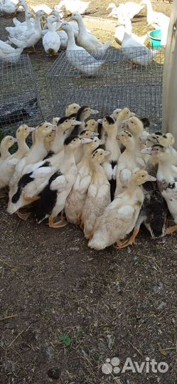 Куры и др. с/х птица