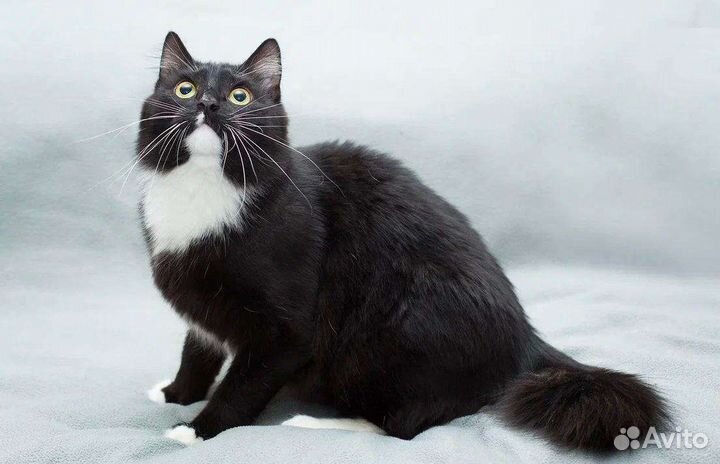 Шикарный кот Марс ждёт семью