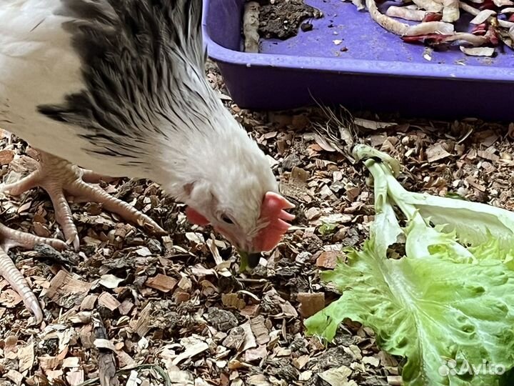 Петушки молодые, 2,5-3 месяца